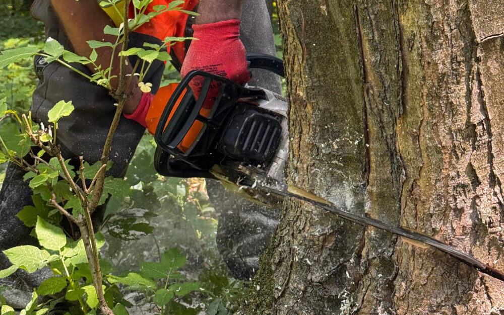 3.-pielęgnacja-i-wycinka-drzew-